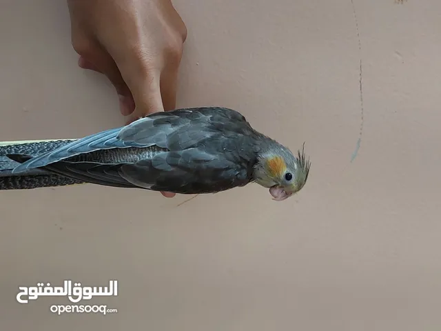 فرخ كروان هدد نهاية غر