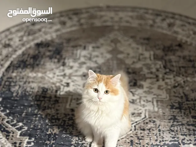قطة شيرازي حنونه جدا ومرحة 6 اشهر