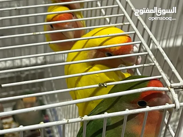 3 Pair Love Birds and 3 Cages