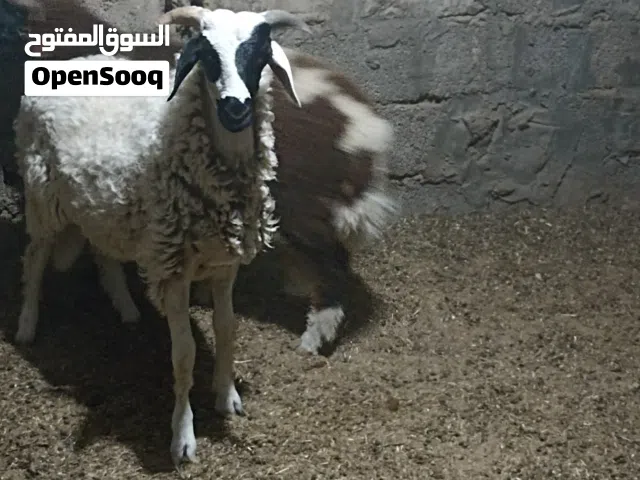 حواله يضحن