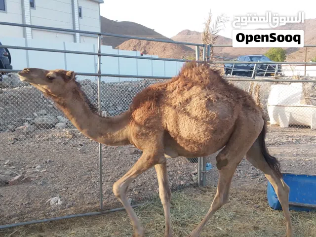 بكره اصيله