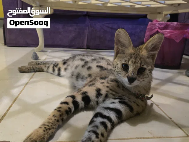 متوفر قط سافانا أنثي عمر سبعة شهور
