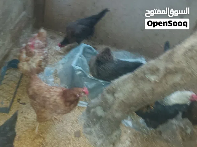 دجاج بلدي كله بياض