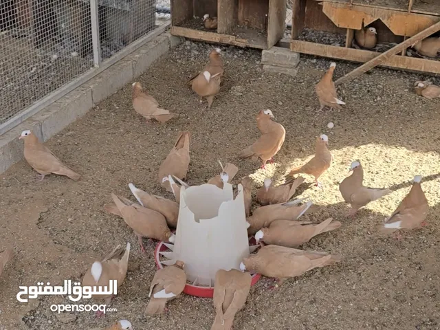 حمام هزاز زينه