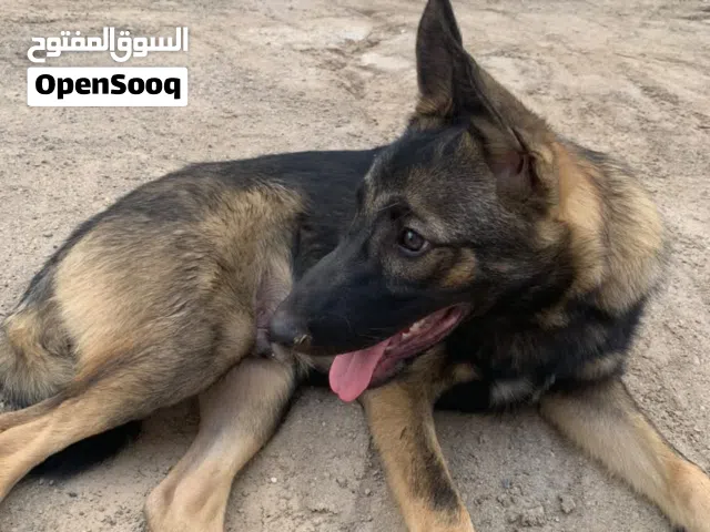 للبيع جيرمن شيبرد