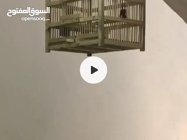 بلبول مخلف تغريد فول