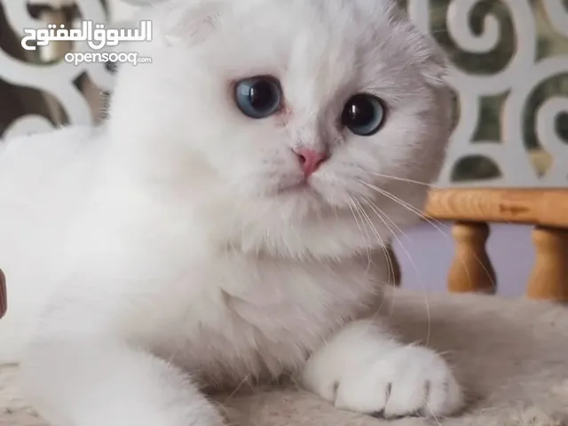 Scottish top Blue eyes kitten
