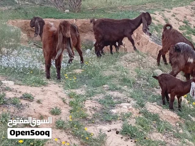 10 معز أو جدي  لبيع جمله