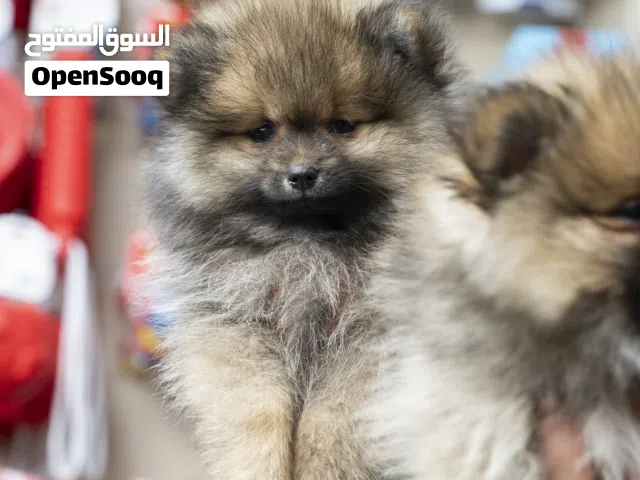 بوميرنيان بحجم كف اليد اصغر حجم ...جميع المطاعيم ومتوفر جميع مستلزماته