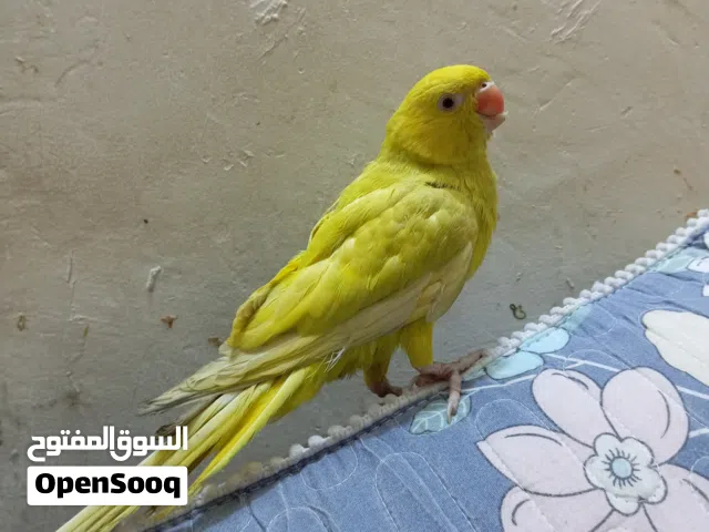 ببغاء دره اصفر ليموني زغير للبيع