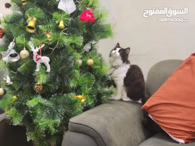 قطه هملايا نوع باندا كامله اللقاح مع دفتر اللقاح الخاص بها