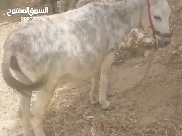 حماره اللبيع
