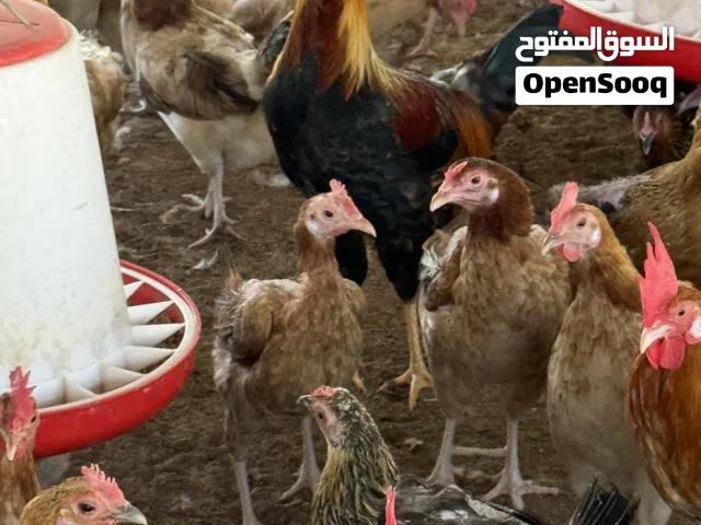 Live Farm Chicken  دجاج حي من المزرعة – Free Range – Dubai