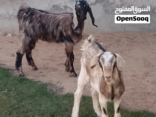 2عنايق تبارك الله العمر 4شهور