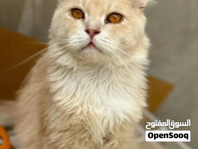 متوفر قط سلاله نادره {الامريكي معكوف الادن ما شاء الله تبارك الله  اقرا الوصف كاملا