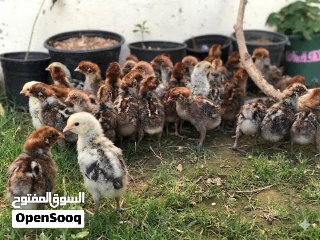 كتاكيت فيومي