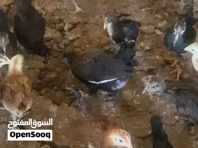 دجاج عماني محلي
