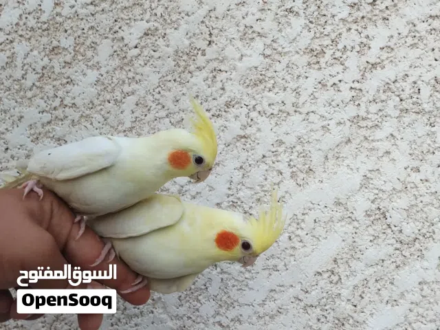 كوبية كوكتيل نص ترويط