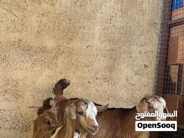 للبيع سخله وسخل مع بعض ب110