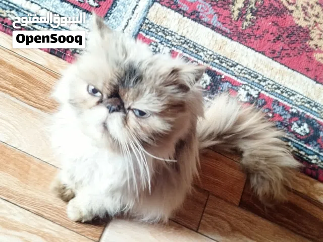 قط شيرازي فارسي انثى لون مميز