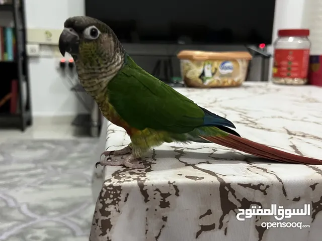 Parrot green conure