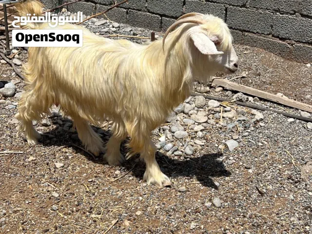 غنمة للبيع عمانية