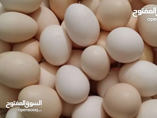 بيض كوشن وباكستاني مخصب