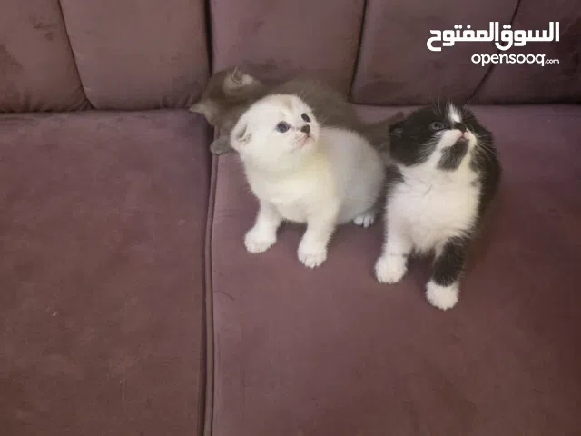 قطط لبيع وحجز اسكودج فولد