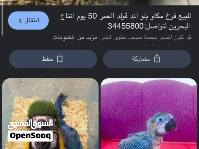 مطلوب مكاو فرخ اقل من 320 دينار كويتي الرقم واتساب سته سته سبعه ثمانيه خمسه خمسه خمسه اثنين
