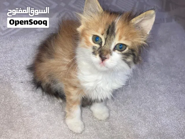 مجموعة قطط للتبني عمر شهرين وثلاث