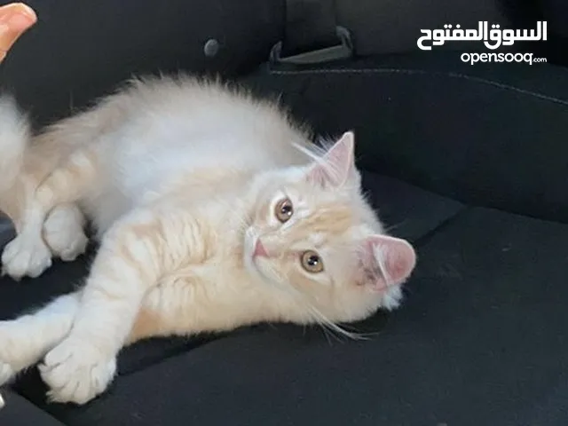 قط شيرازي أليف جدا