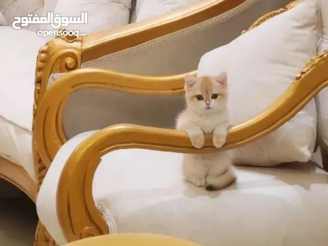 انثى ny12