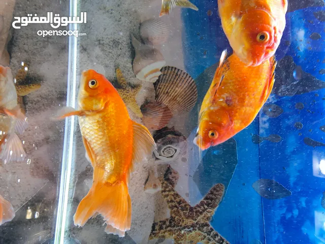 بسم الله ماشاء الله أسماك( Goldfish) عملاقة (رقااص) للبيع
