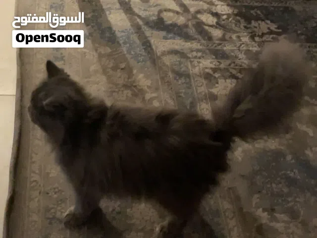 قطه شيرازيه