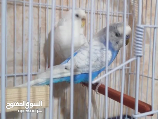 كوبية باقلينو انجليزي مرومة لون مشاء الله