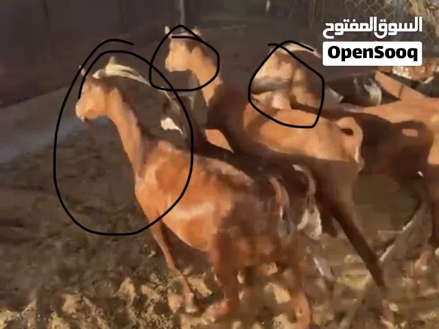 حلال صلالي للبيع
