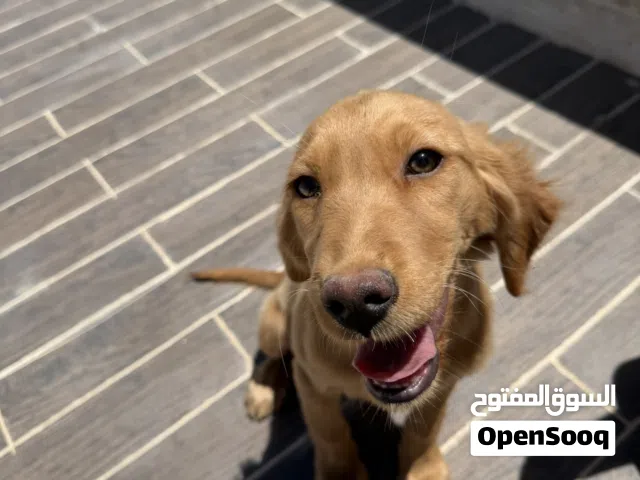 Golden Retriever