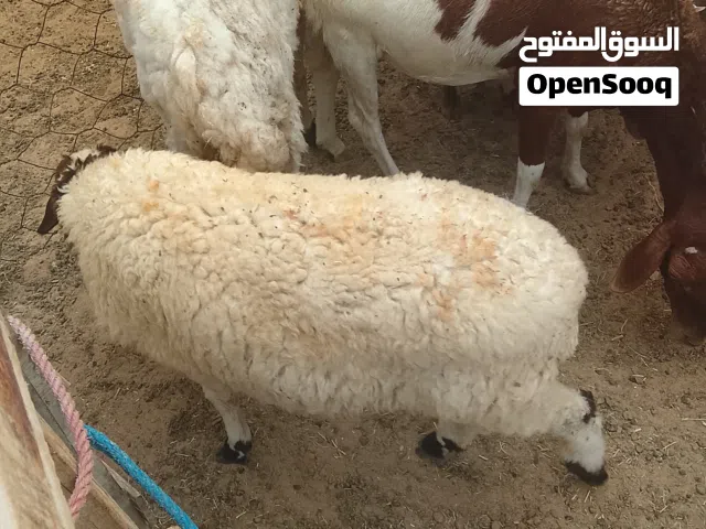 السلام عليكم