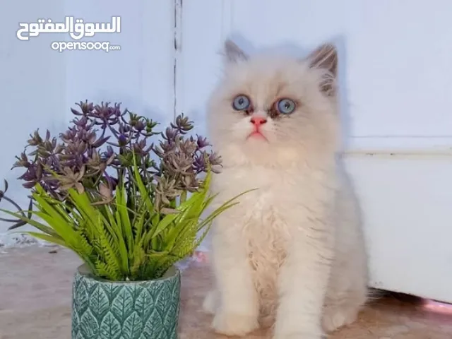 قط للبيع ذكر بداعي السفر