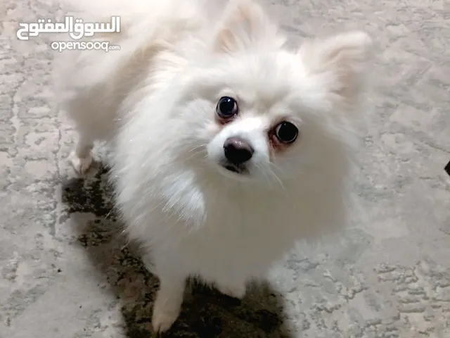كلب بومرينيان