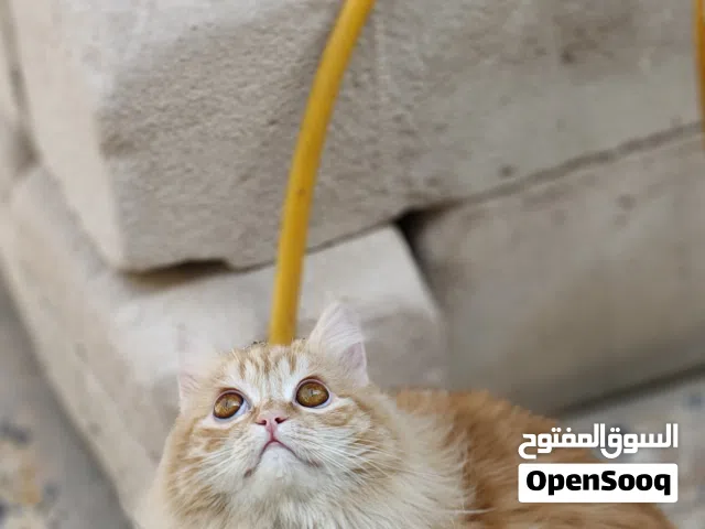 قط شيرازي للتبني