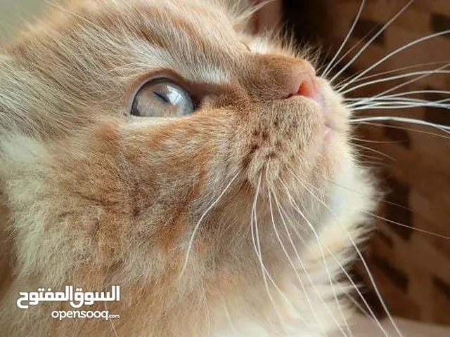 قط شيرازي بريتش ذكر أليف وهادي للبيع