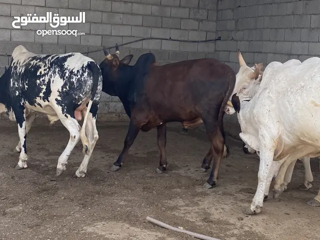 سلام عليكم عجول ربي يبارك سعر من 6150لي6500متوفر توصيل