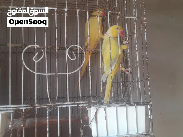 كوبية ببغاء ذرة