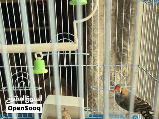 Healthy, Bonded Pair of Zebra Finches (Collection Only)