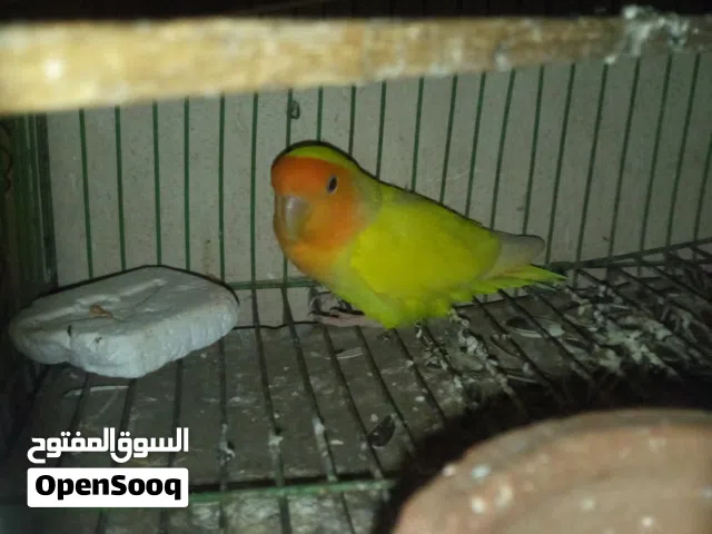 مطلوب نتاية نفس الي في الصورة