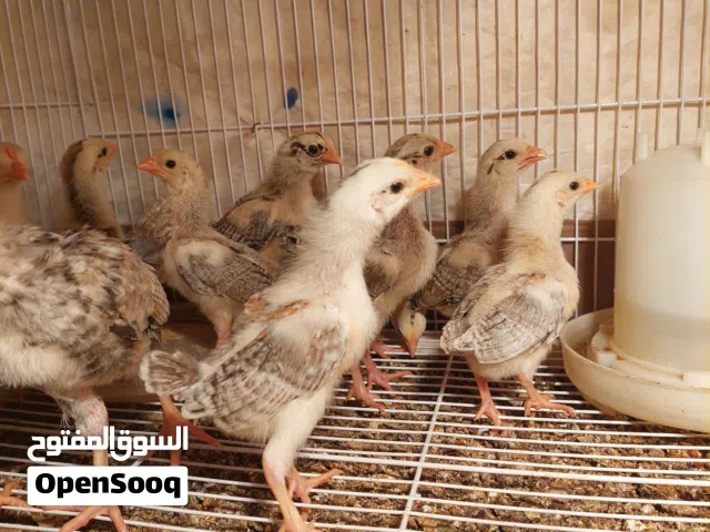 افراخ دجاج دندراوي