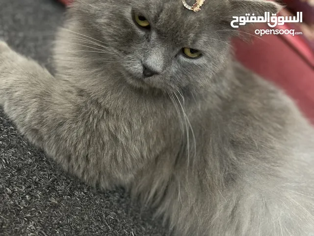 قطط للتبني