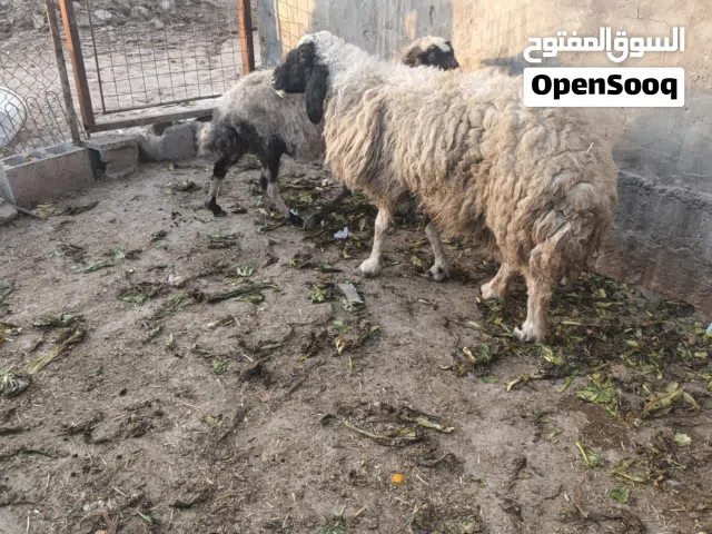 نعجات 2 صاحيات ومعلوفات بروسهن سمان مال كصابه مكاني بصره أبو الخصيب