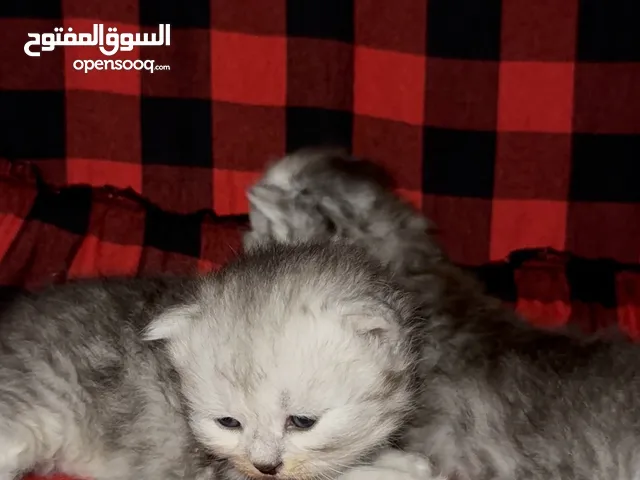 We have healthy, playful, and well-socialized kittens ready to join their forever families.
